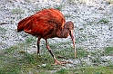 Rod Ibis 3